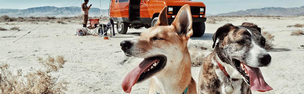 Never Leave the Dogs Behind