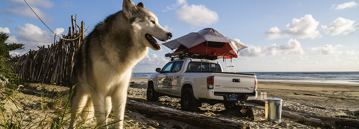 Roaming with Loki the Wolfdog